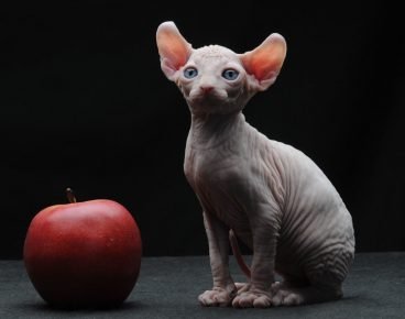 Elfo gato e a maçã