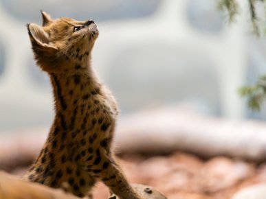 Gatinho serval