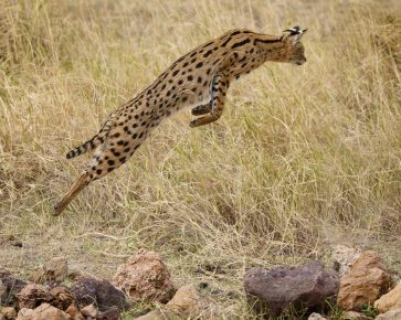 Serval no salto para presas