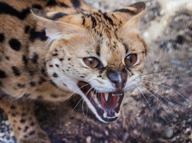 Gato serval