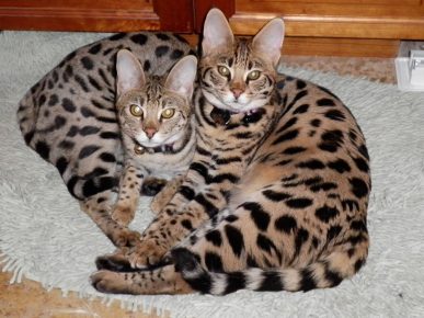 Dois gatinhos da raça savana