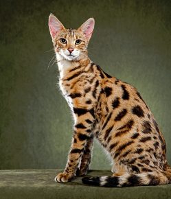 Gato da savana