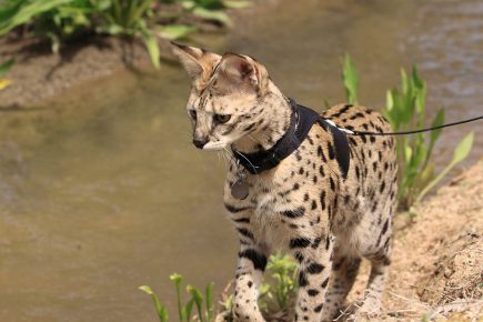 Savannah, gato, passeio, coleira