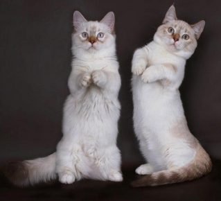 Gatos da raça Manchikin sentam como um canguru