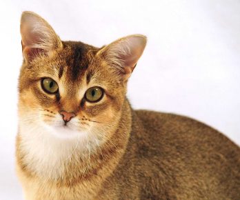 Gato de raça Kitty