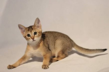 Gatinho Chausie