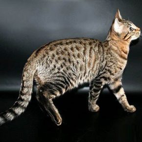 Gato da raça Serengeti