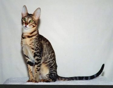 Gato serval