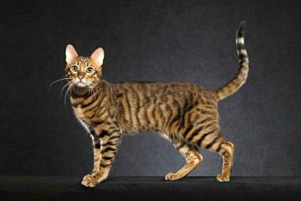 Serengeti - gato doméstico