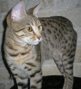 O gato Serengeti está olhando para algo com cuidado