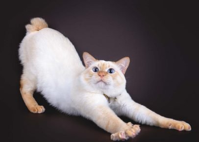 Mekong bobtail trechos