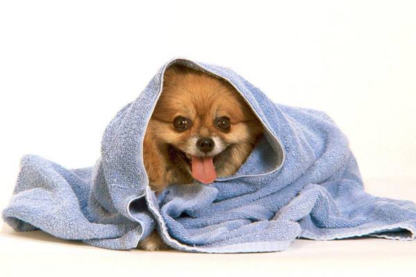 Shampoo para cães
