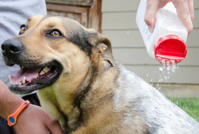 Shampoo seco para cães