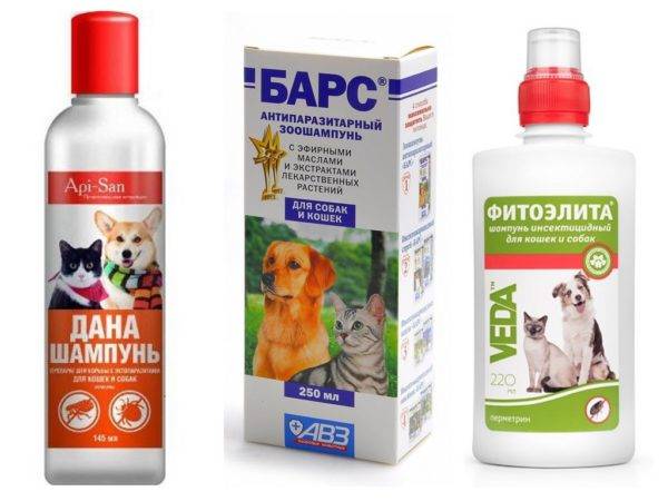 Champô anti-pulgas para cães
