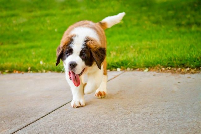 Um cão suficientemente andado e cansado se comportará bem em casa Um cão suficientemente andado e cansado se comportará bem em casa