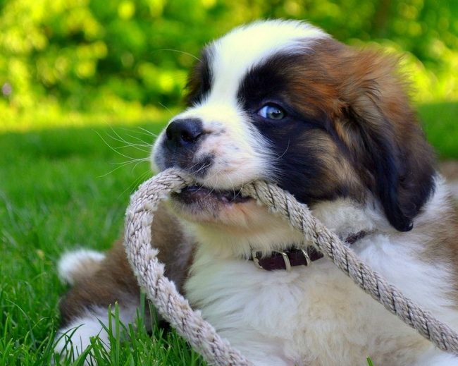 Os olhos travessos de um filhote de São Bernardo. Este cachorro está claramente tramando algo. Os olhos travessos de um filhote de São Bernardo. Este cachorro está claramente tramando algo.