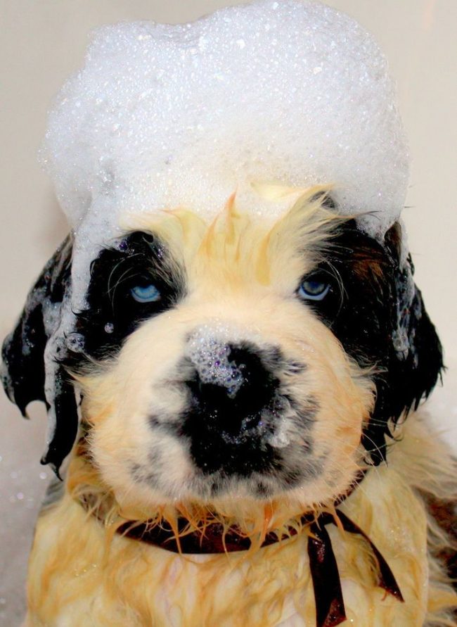 Little St. Bernard toma um banho de espuma Little St. Bernard toma um banho de espuma