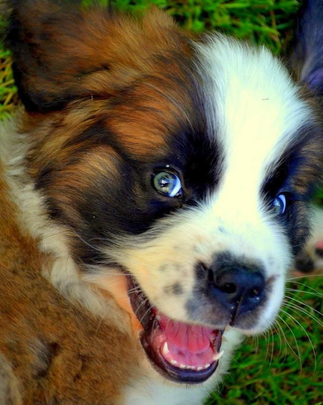 Os filhotes de São Bernardo são engraçados e ativos. O cachorrinho ficará feliz em brincar com as crianças, acostumando-se a ser uma babá. E você o incentiva de todas as maneiras Os filhotes de São Bernardo são engraçados e ativos. O cachorrinho ficará feliz em brincar com as crianças, acostumando-se a ser uma babá. E você o incentiva de todas as maneiras