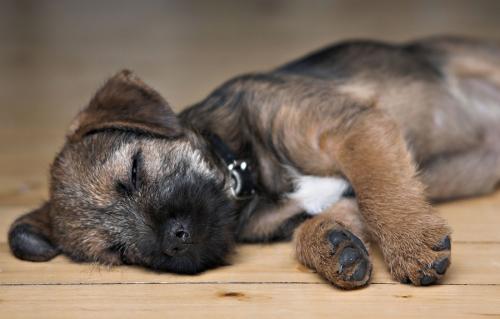 O filhote não dorme e lamenta à noite: dicas e recomendações