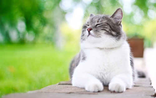 Cabelo e pele de um gato saudável
