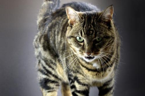 Assobio e agressão em gatos - por que um gato rosna e assobios?