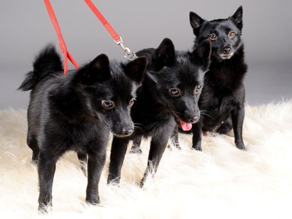 Schipperke