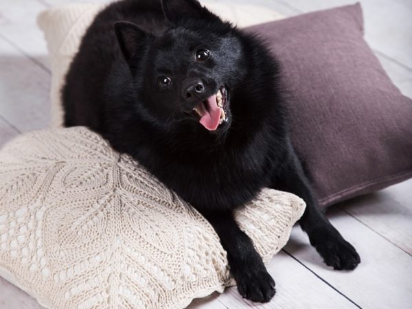 Schipperke fofo