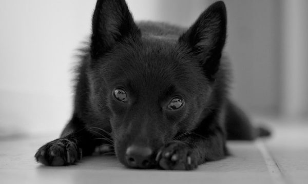 Schipperke mente