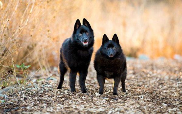 Caminhada Schipperke