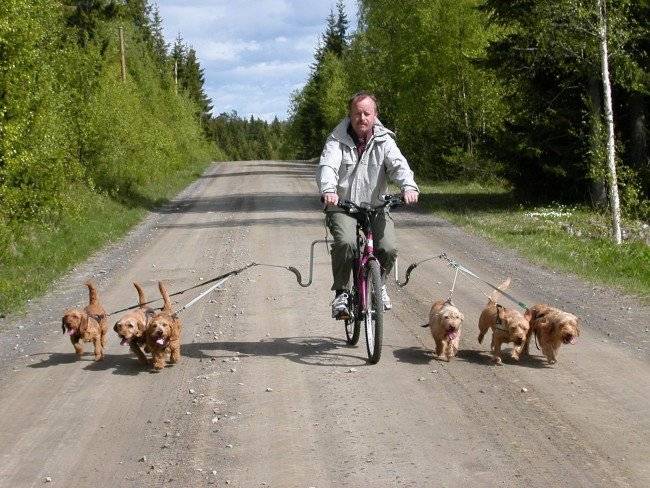 Tiras para cães para passear