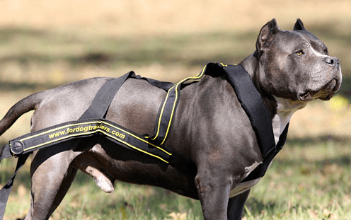 Arnês para cães