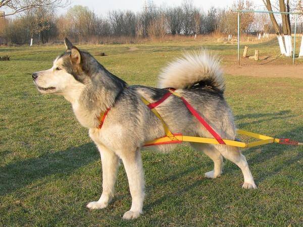 Faixa de peito em um cachorro