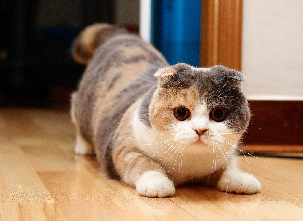 Scottish fold cat
