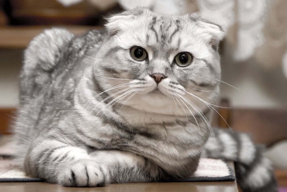 Scottish fold gato - foto