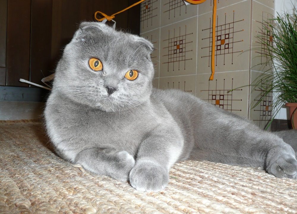 Gato Scottish fold - foto e descrição