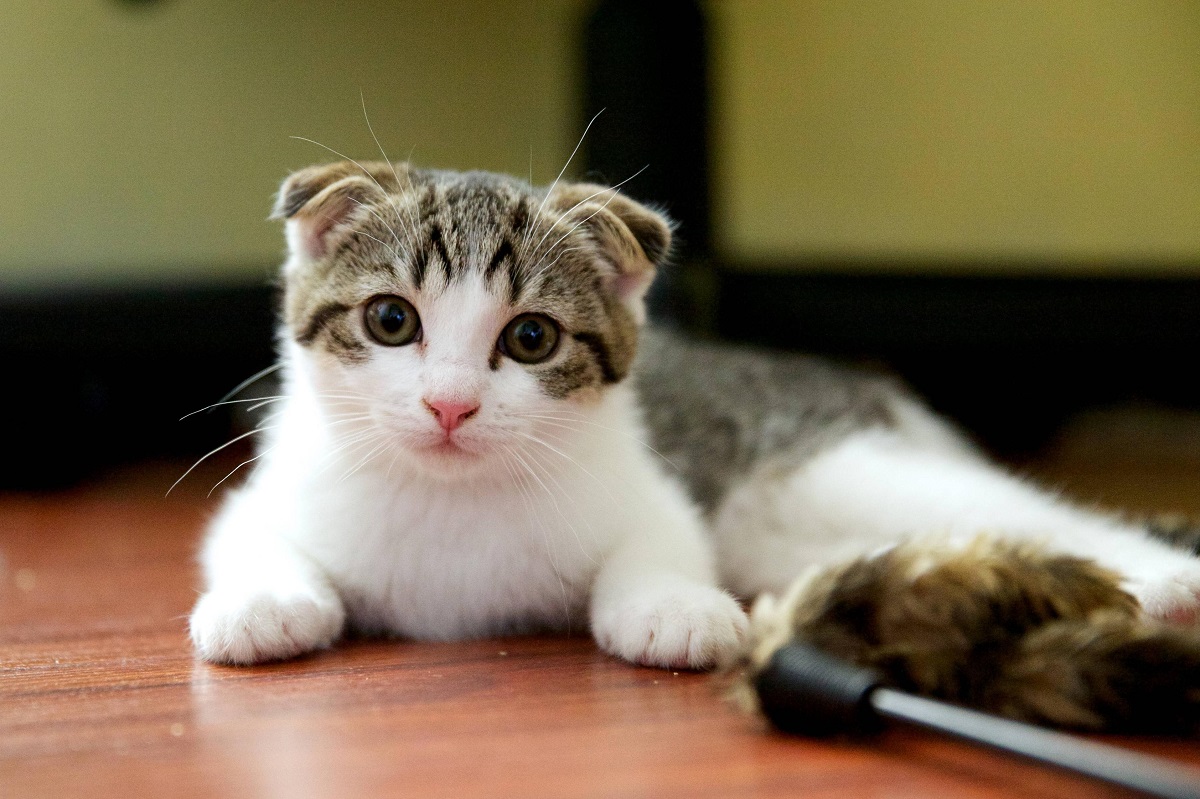 Scottish fold cat - caráter e cuidados com a raça