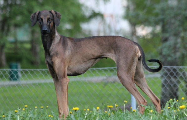 Raça de cães criados lê o artigo
