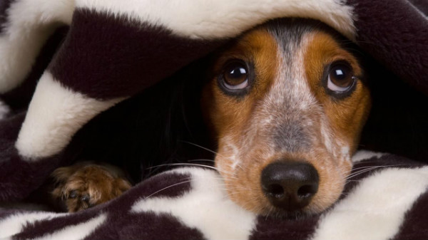 O cachorro tem medo de outros cães