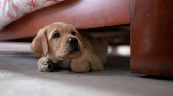 O cachorro tem medo de outros cães, leia o artigo
