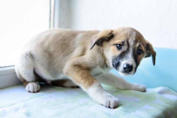 O cachorro tem medo de tiros