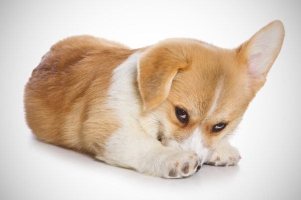 Por que o cachorro está com medo