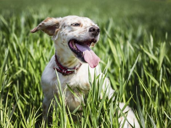 O cachorro resmunga ao respirar, leia o artigo