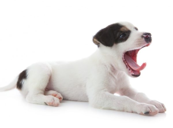 Cachorro em um fundo branco