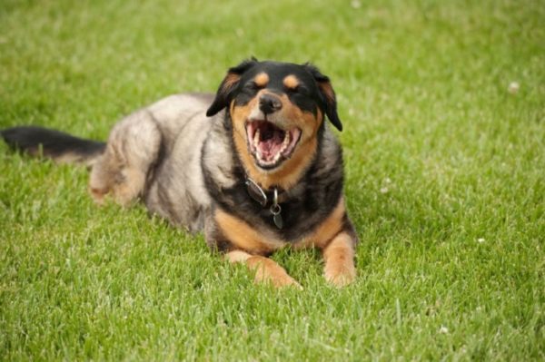 Por que o espirro de cachorro ocorre em um cachorro?