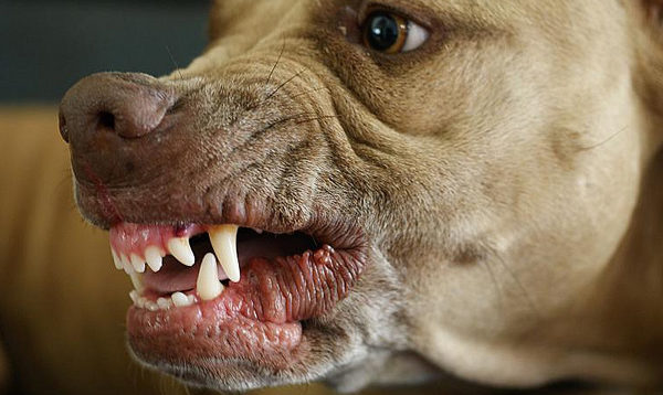 O cachorro rosna para o dono, leia o artigo