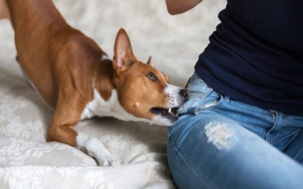 Rosnados de cachorro