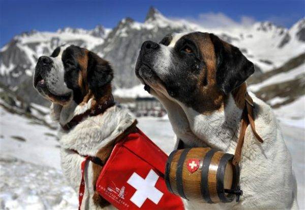 Habilidades para cães de resgate