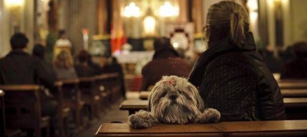 Cães na religião
