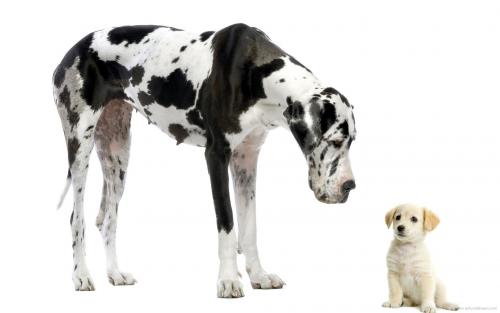 Proporção de idade cão / pessoa