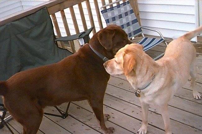 Acasalando cachorros